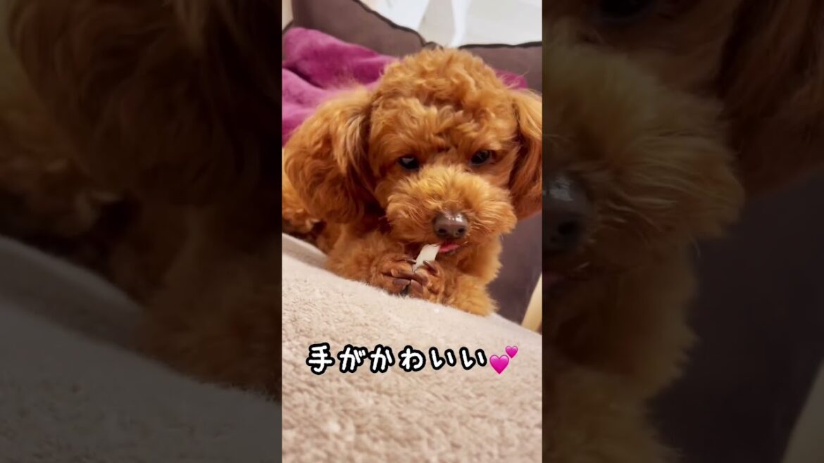 手がかわいいトイプードル