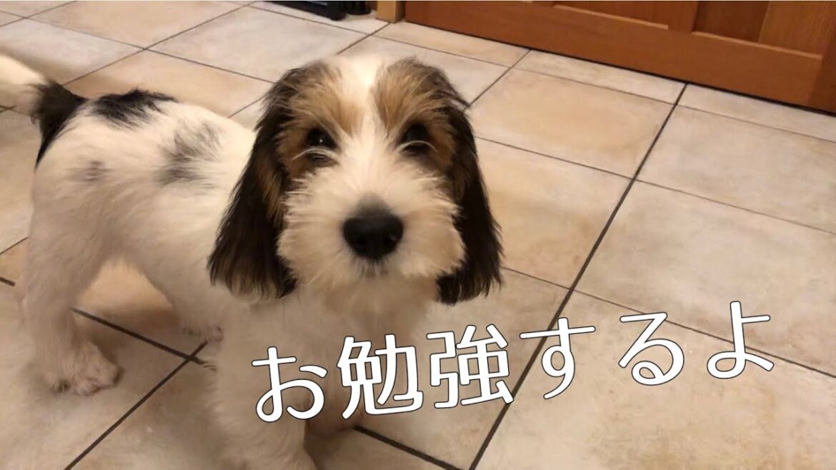 勉強も遊びも頑張るプチバセの子犬