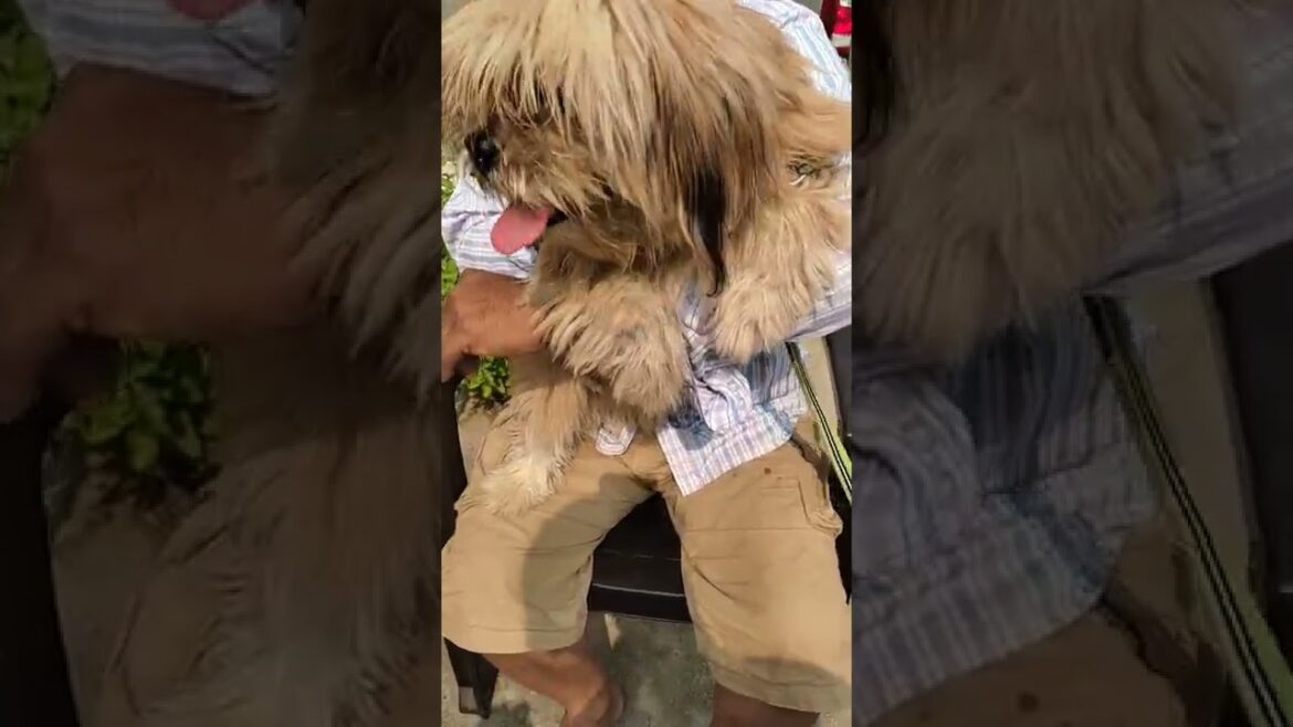 lhasa apso puppie