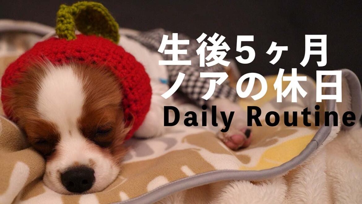 【キャバリア子犬】生後5ヶ月記念!デイリールーティン