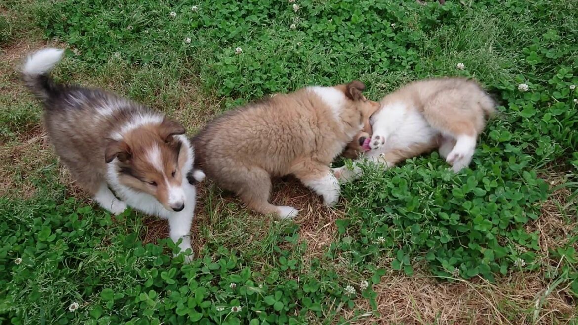 ラフコリーMotherlakecollies　PAMの子　生後４９日目20200509a
