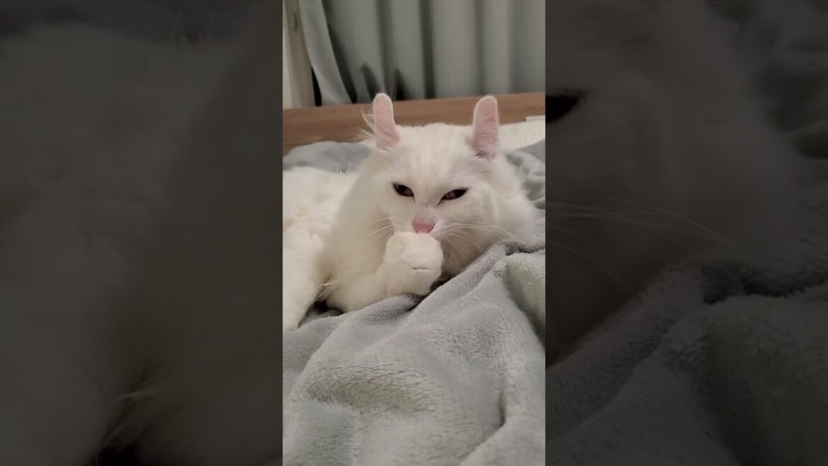 クリームパン(手)を美味しそうに食べる猫がこちらです #shorts #アメリカンカール #猫動画