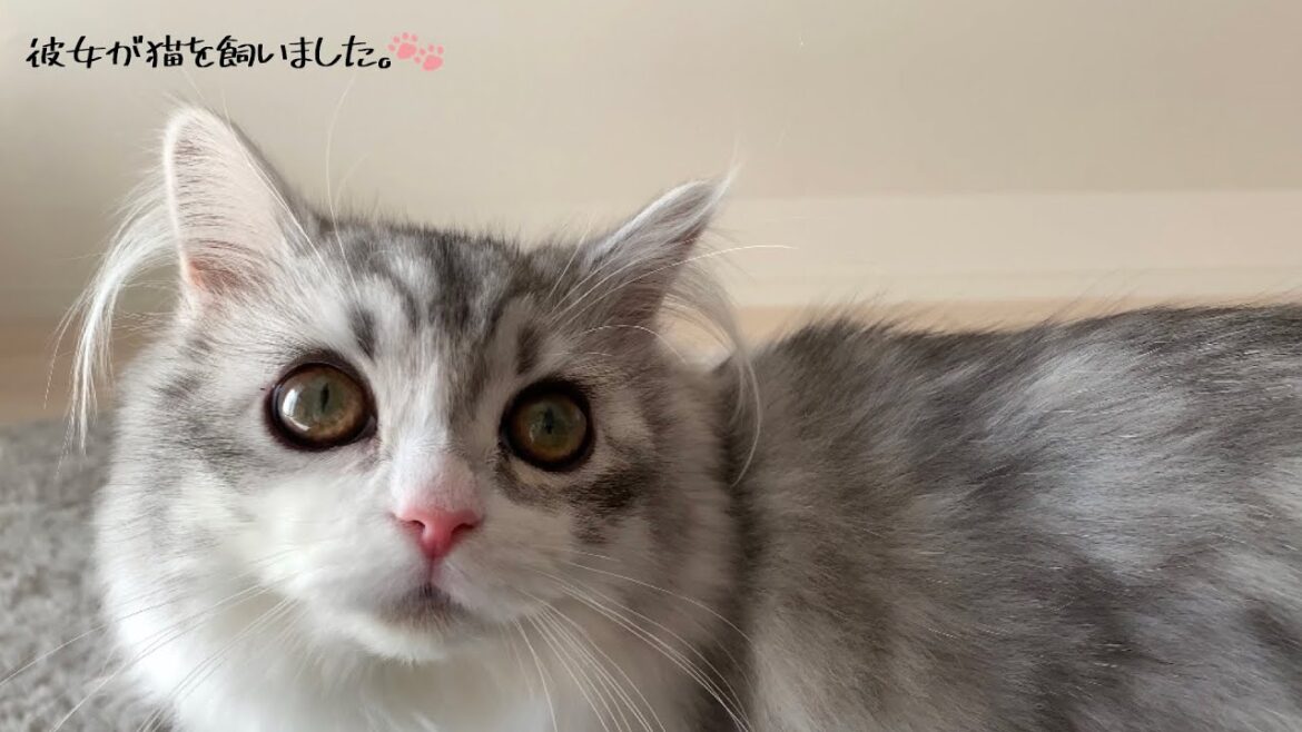 【サイベリアン】美人猫のモーニングルーティン