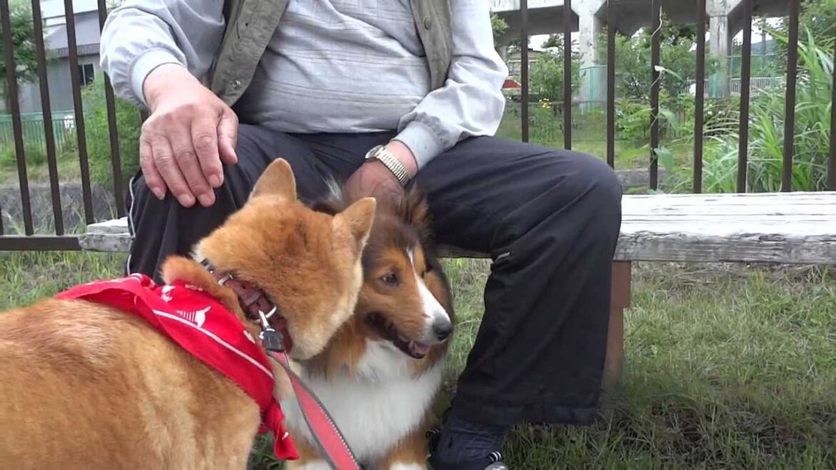シェットランドシープドッグに会った柴犬♪　　　　shiba inu 柴犬動画 　Japanese dog sibainu