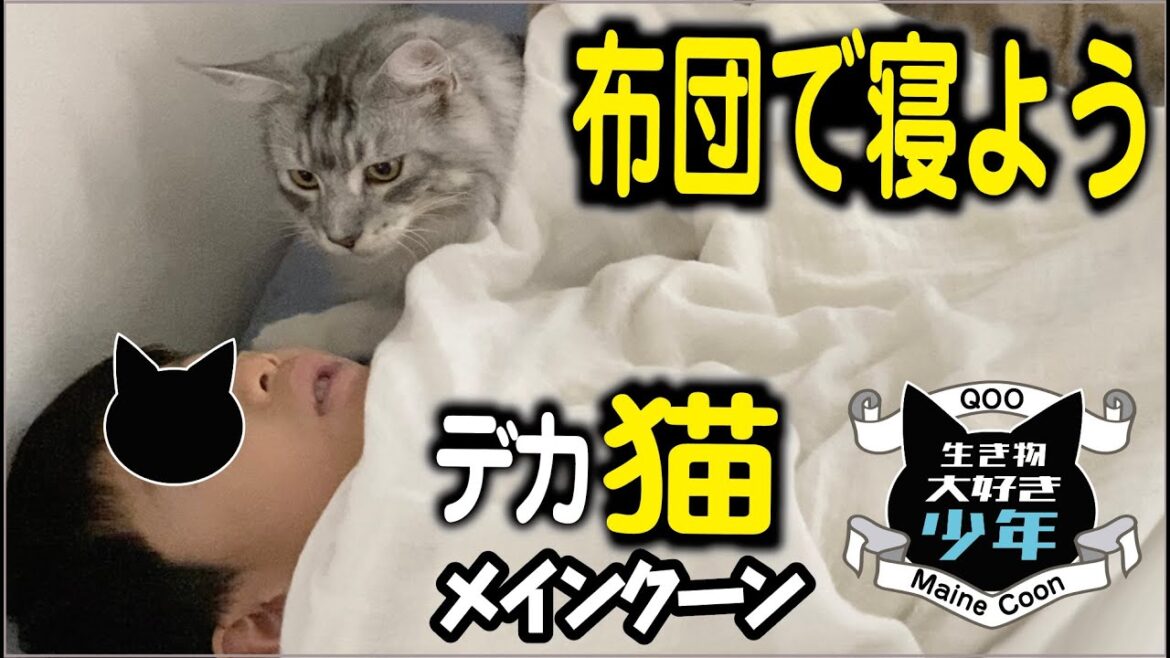 【メインクーン】大型猫と布団で一緒に寝たい。少年と猫が心を通わせ始めた休日の朝
