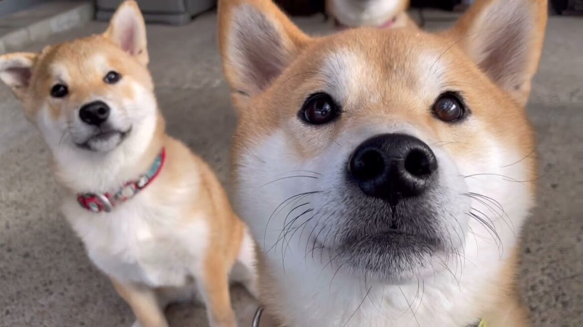 子犬(巨)と小柴犬がわちゃわちゃ遊んでいる姿がとても可愛い！| HAGOOGI 真空保存容器 10L