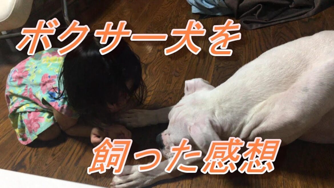 ボクサー犬を飼って思ったこと３選！！！