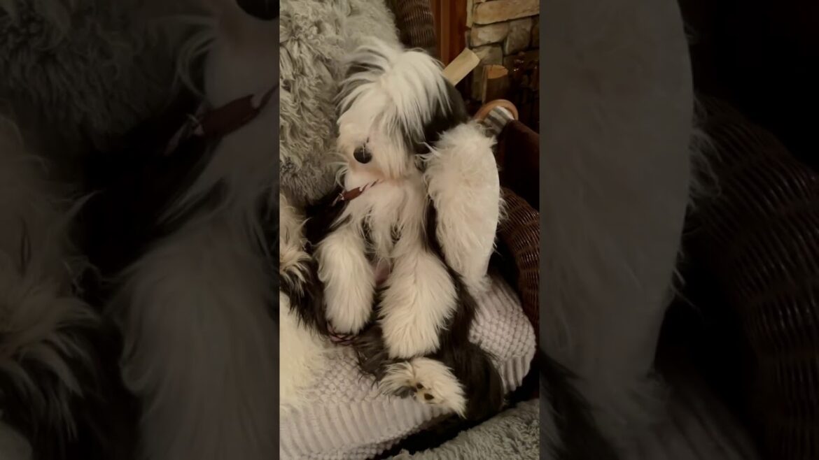 ＃Shorts【田舎暮らし】 もふもふ犬ビアデットコリーのリラックス ナイトルーティーン🐶