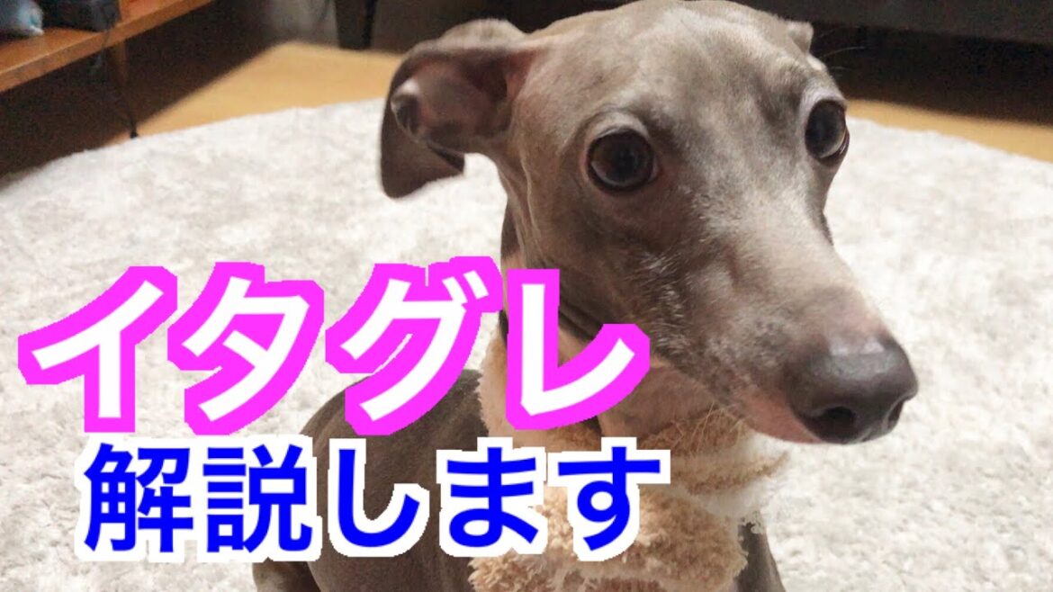 イタグレってどんな犬？イタグレについて解説します 【イタグレ 夫婦マルコとアンナ】