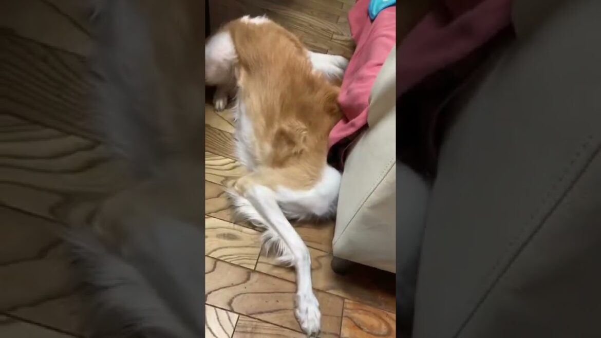 豆まきの豆を必死に食べる犬【大型犬ボルゾイ】#shorts