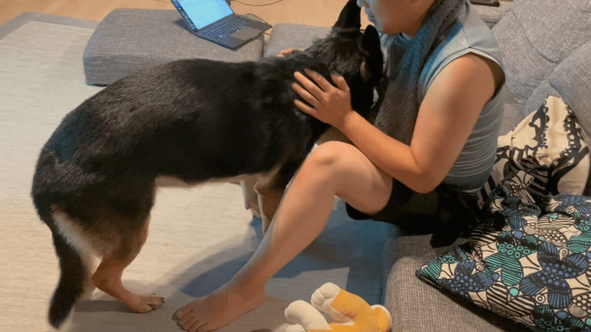 雷が怖くてママに抱きつく愛犬を、オヤジが抱っこしようとしたら・・・ｗ【ジャーマンシェパード】