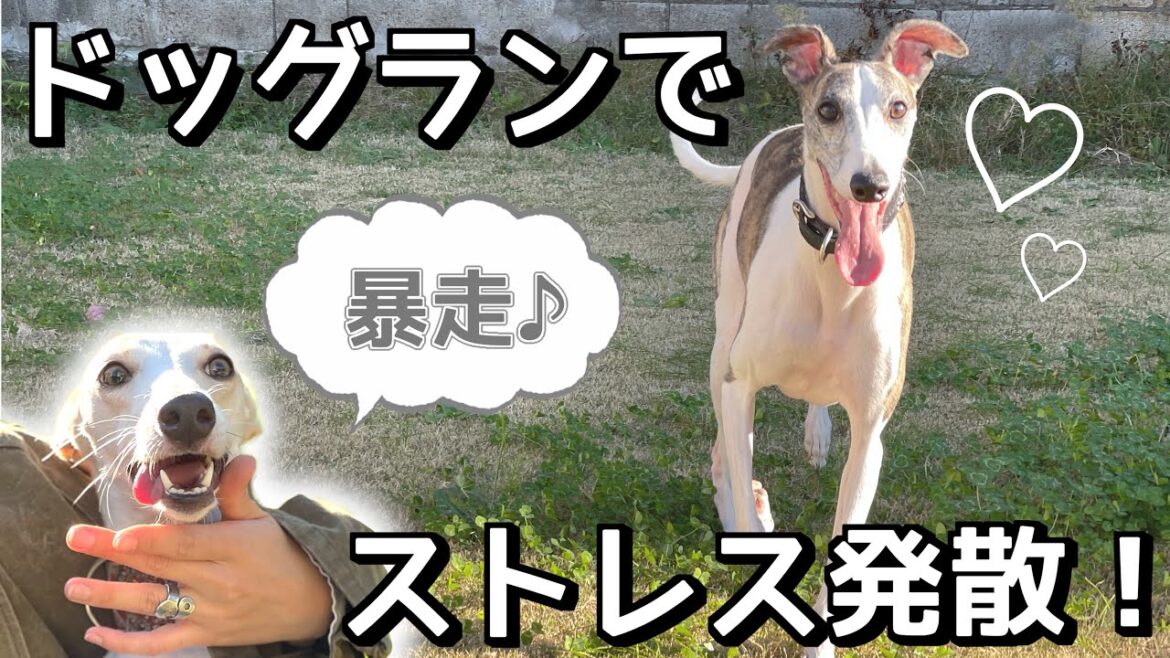 ドッグランではしゃぐウィペット♪