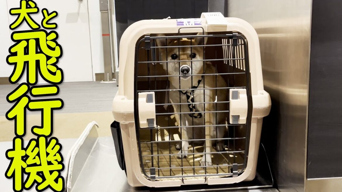 【犬と飛行機】甘えん坊の柴犬と飛行機に乗りました！預け方も解説します！