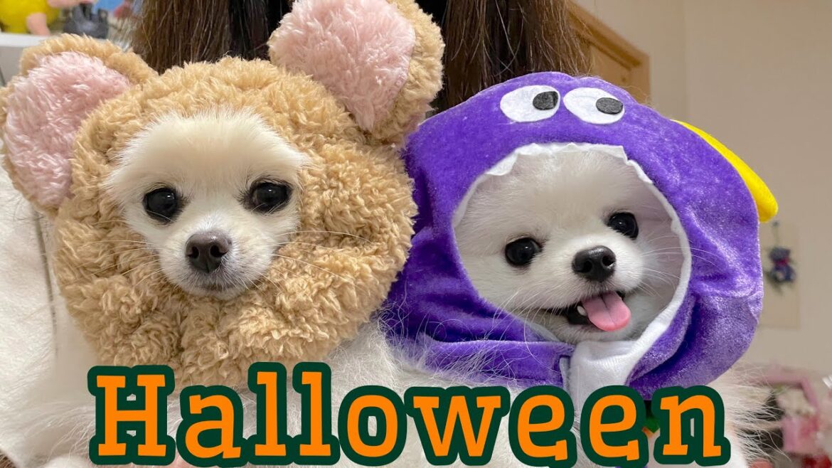 ハロウィン仮装を楽しむポメラニアン | doggy box 10月号