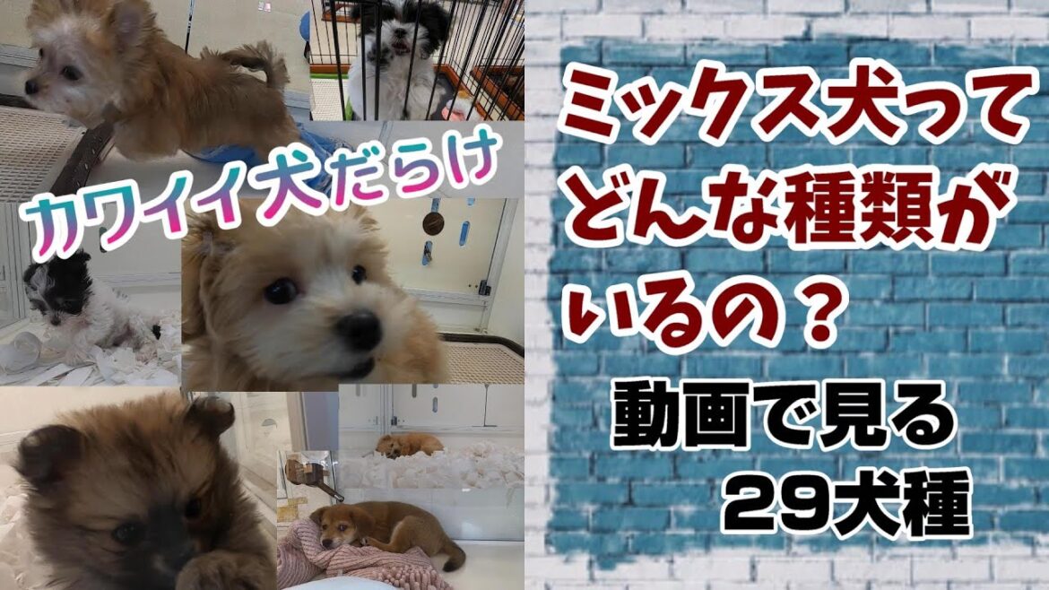 無邪気なミックス犬の子犬が跳ねる、見つめる、寝転ぶ【ミックス犬ってどんな種類がいるの？】かわいいMIX犬がいっぱい