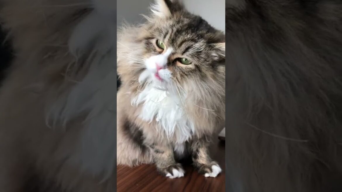 胸毛が長すぎてフレームアウトする長毛猫【サイベリアン】