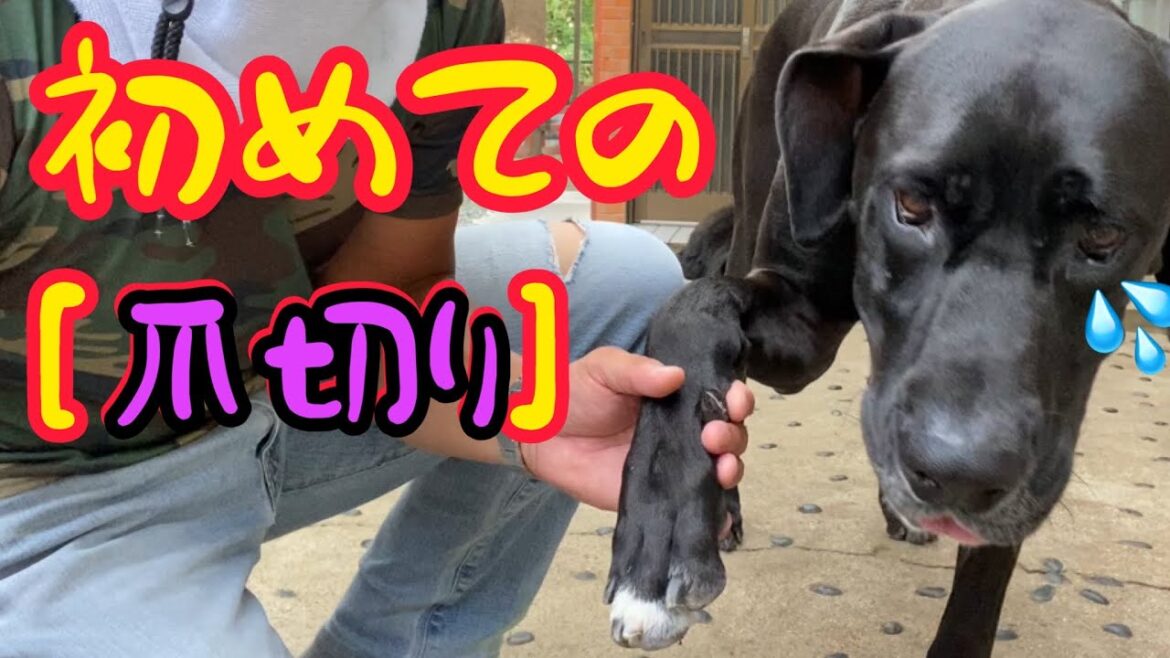 初めての[爪切り] グレートデン ニューファンドランド パパの爪切り動画 超大型犬 大型犬 多頭飼育 渡辺ボス 犬の爪切り