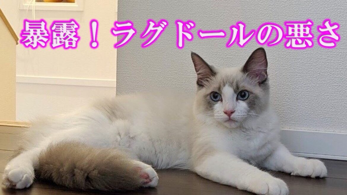 暴露！ラグドールの性格が真逆だった件！飼う前に見てね！The case where the character of the ragdoll was the exact opposite!