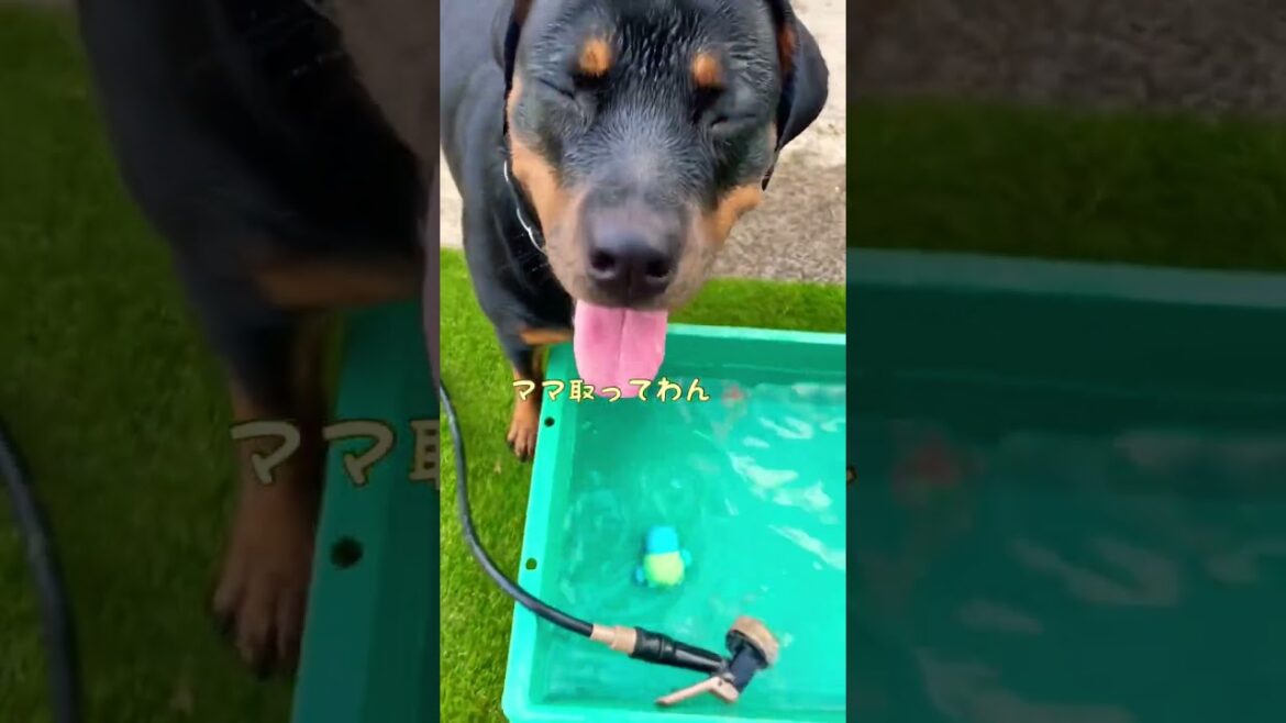 【大型犬】水中で吠えるロットワイラー #shorts