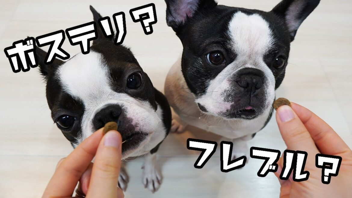 フレンチブルドッグとボストンテリアの食べ方はこんなに違う！【食べ方の違い解説】