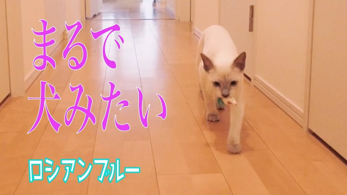 まるで犬のような猫【ロシアンブルー】