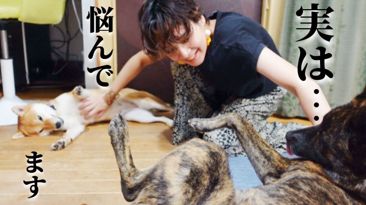 柴犬マメと仲良くしていると甲斐犬ハルヱが…！？【甲斐犬・柴犬】