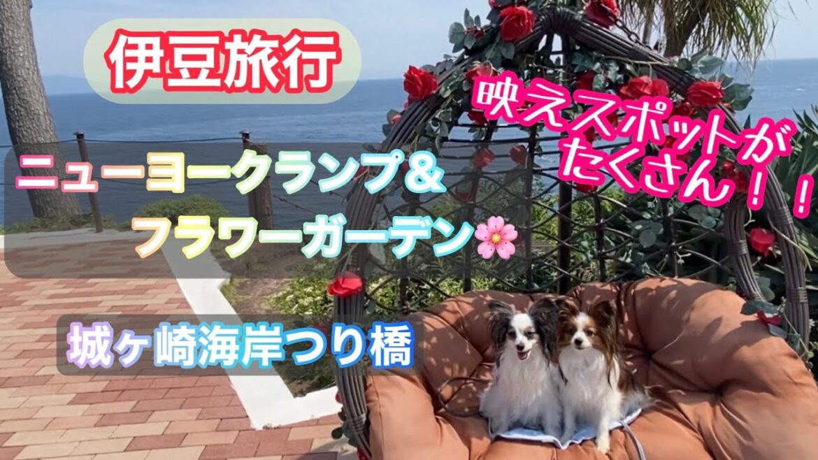 【伊豆旅行】城ヶ崎海岸編！パピヨンとフラワーガーデン＆つり橋へ　 ＃パピヨン ＃papillon  #伊豆高原