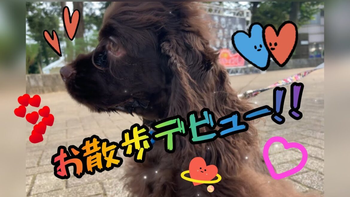 【アメリカンコッカースパニエル】初めてのお散歩🎶【愛犬】