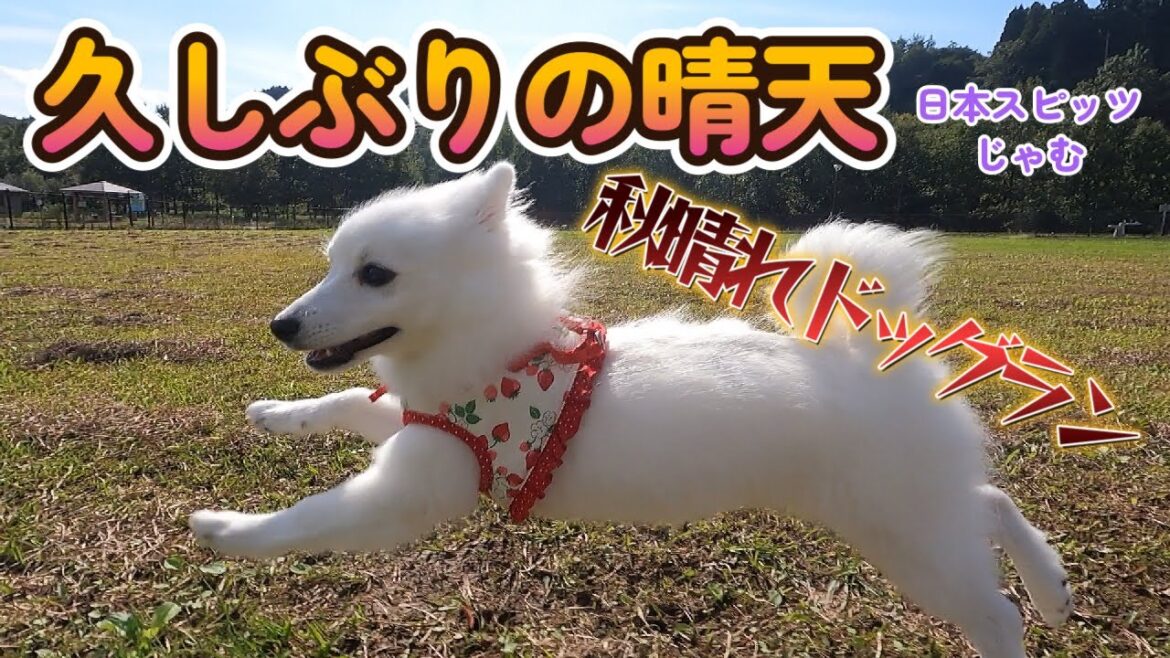 秋晴れドッグラン！！【日本スピッツじゃむの快足】
