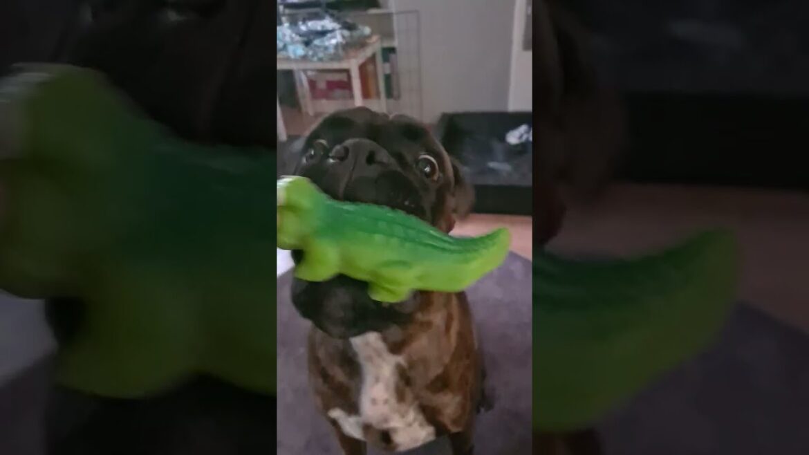 Shake Shake Shake Boxer Sammie!