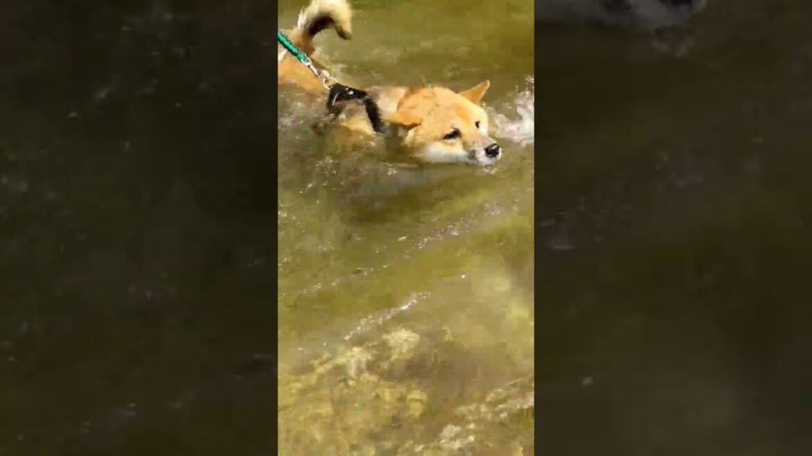 足が届くのに必死に泳ぐ柴犬