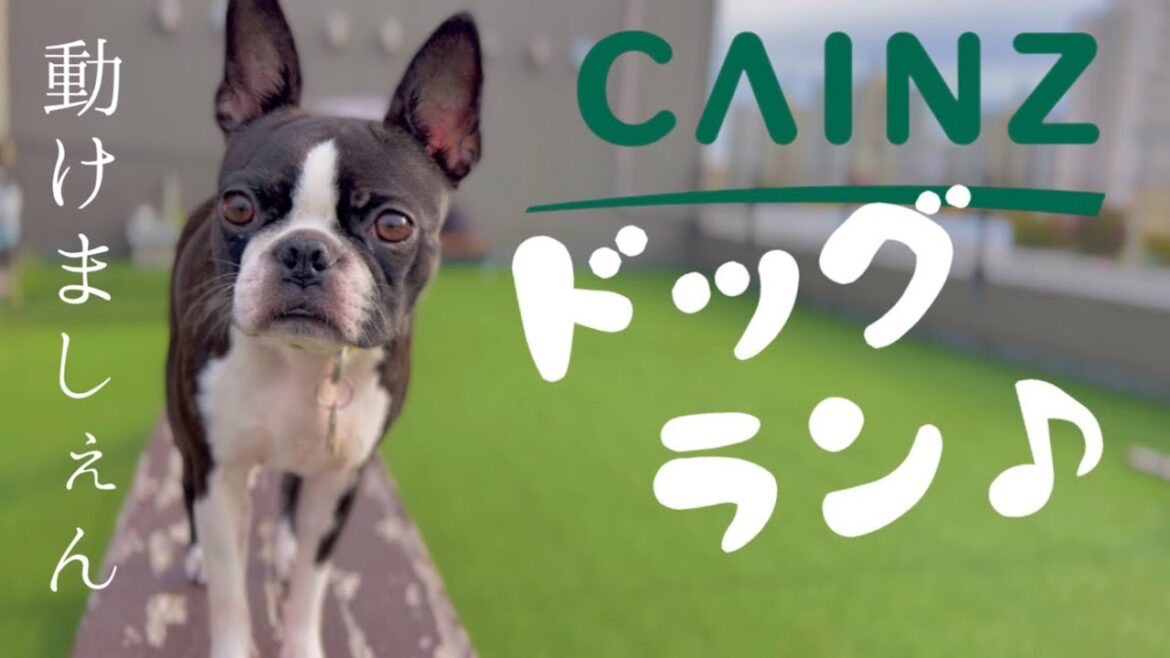 さっきまではしゃいでたのにアジリティでテンションガタ落ちの犬【ボストンテリア/カインズドッグラン】 さっきまではしゃいでたのにアジリティでテンションガタ落ちの犬【ボストンテリア/カインズドッグラン】