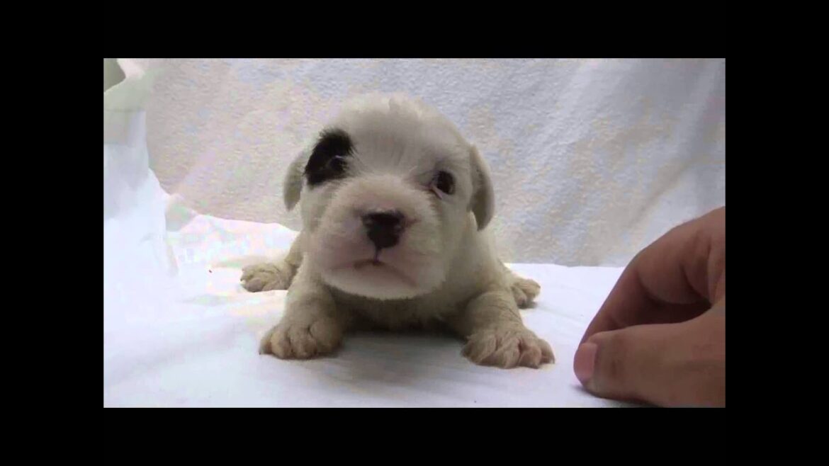 シーリハムテリアの子犬