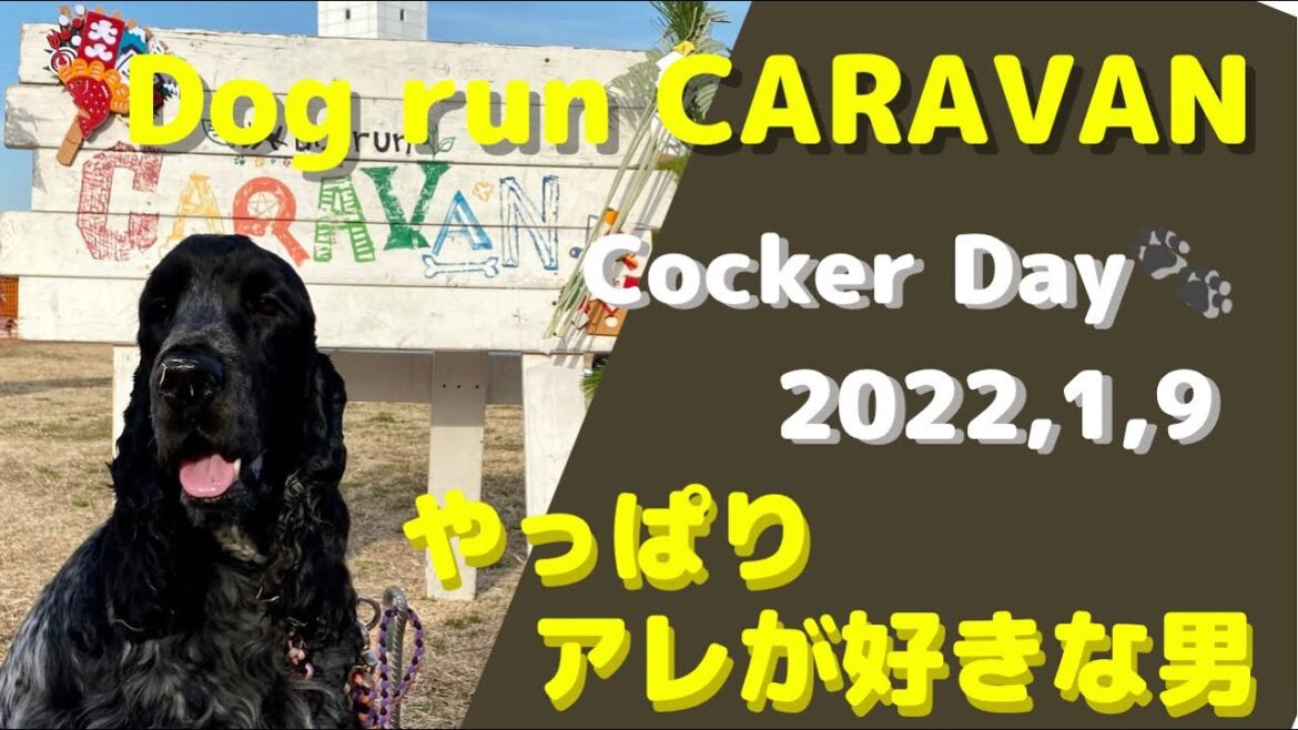 #40 やっぱりアレが好き　イングリッシュコッカースパニエル