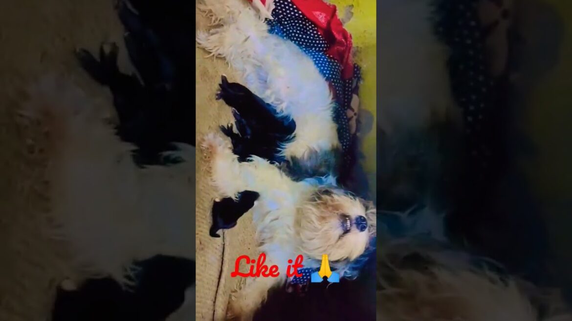 Lhasa apso feeding her puppies | Newly born puppies | Small breed dog