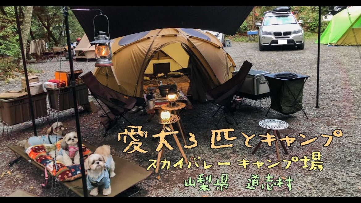 【シーズー】愛犬3匹と秋キャンプ♡楽しみが盛り沢山の週末♪♪#スカイバレーキャンプ場#道志村#ShihTzu Festival２０２２