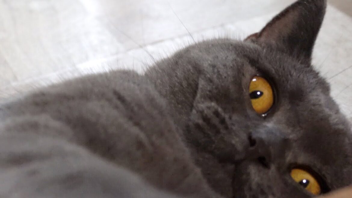 野生復帰はできないダラダラ猫　【ブリティッシュショートヘア】