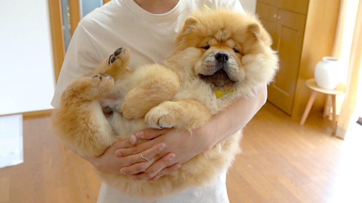 ※こちらはチャウチャウの子犬です