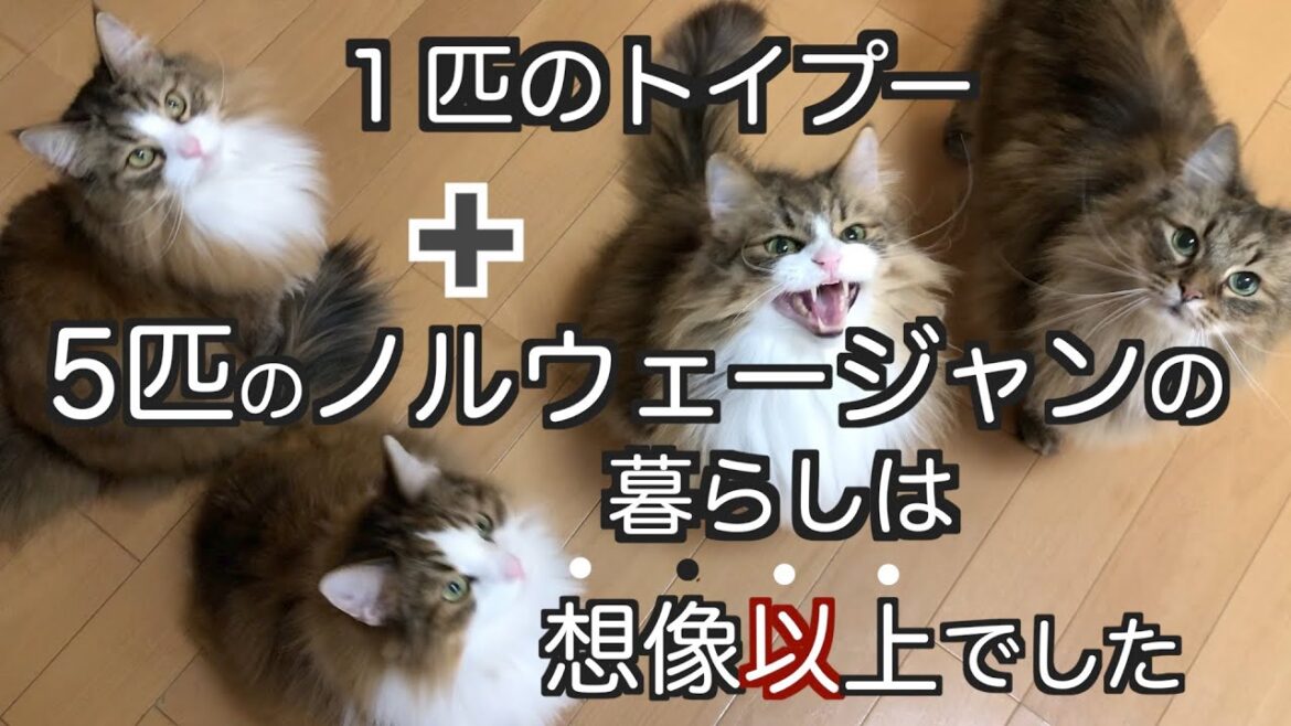 想像以上！【5匹のノルウェージャンフォレストキャット】とトイプーの多頭飼いの暮らしはこんな感じ。My life with Norwegian Forest Cats.