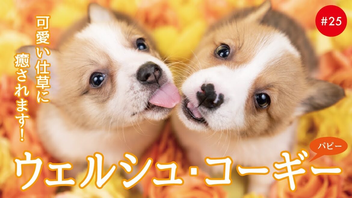かわいいウェルシュコーギーの子犬たち #25 Welsh Corgi