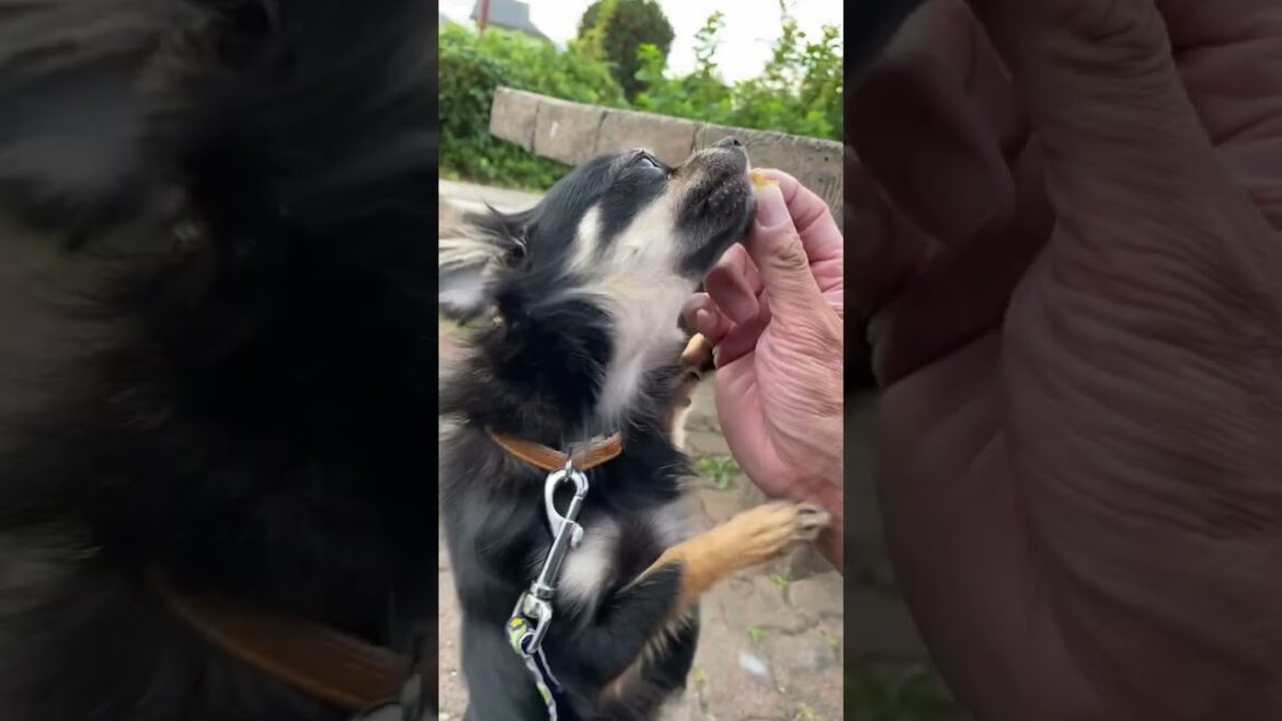 かわいい犬|ロングコートチワワのウルくん【早くおやつをくだしゃい！！焦るチワワくん】