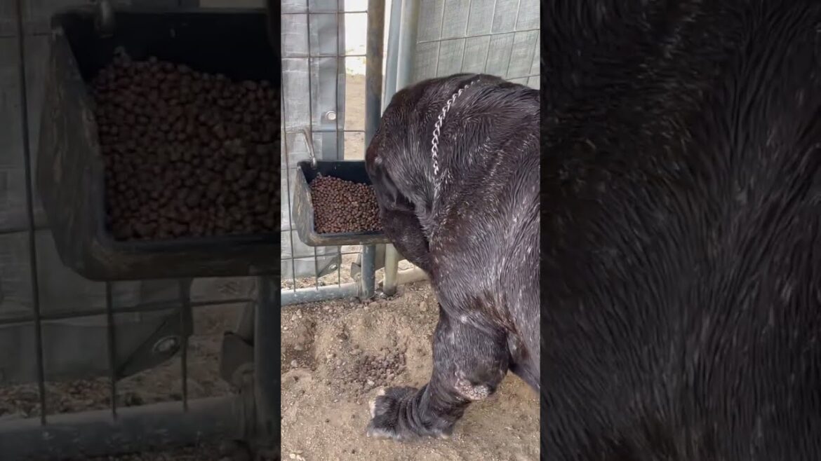 Feeding Time Neapolitan Mastiff