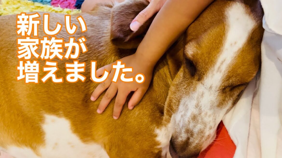 新しい家族が増えました。愛犬バセットハウンドれもんbassethound dog