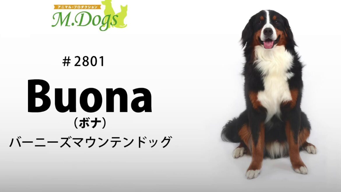 ペットモデル #2801 バーニーズマウンテンドッグ「Buona(ボナ)」
