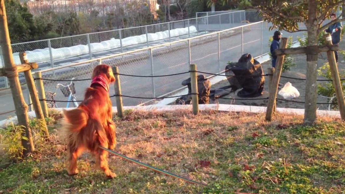 毛を逆立てて超警戒態勢のアイリッシュセター