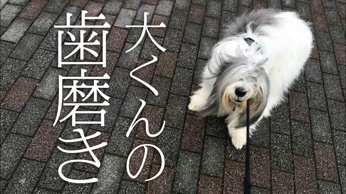 ＊長生き大くんの歯磨き＊Polish Lowland Sheepdog Daikichi＊Dog Homestay FLUFFY DOG＊