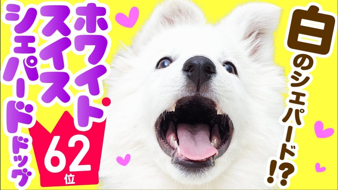 ❤️人気62位【ホワイト・スイス・シェパード・ドッグってどんな犬？】子犬の価格や性格、寿命、飼いやすさは？ カワイイ動画でチェック！