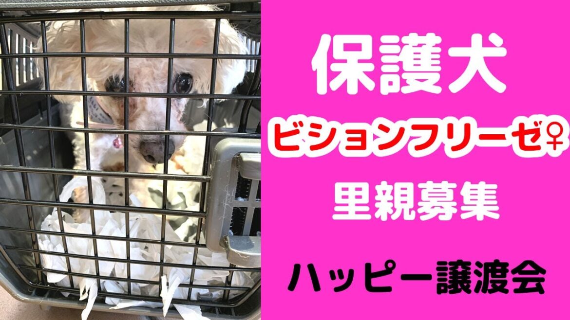優しい里親さんがみつかりました♪。保護犬ビションフリーゼ