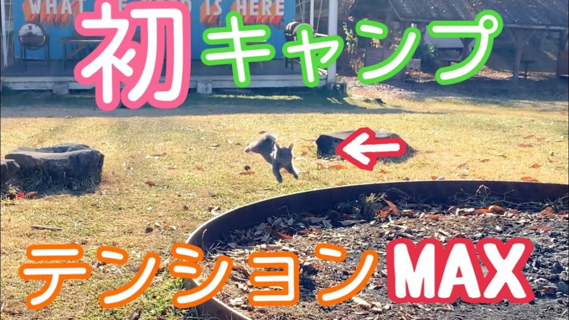 【保護猫銀太】子猫と初キャンプ♪猫ってこんなんだっけ❓❓猫のイメージが変わった日