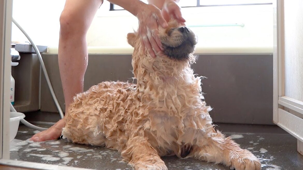 いつでも何をされても無抵抗なチャウチャウ犬